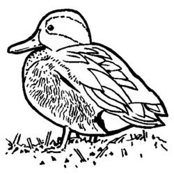 Malvorlage: Ente (Tiere) #1473 - Kostenlose Malvorlagen zum Ausdrucken