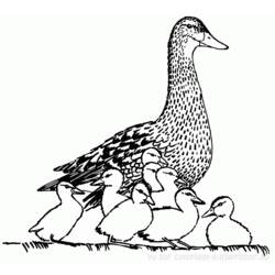 Malvorlage: Ente (Tiere) #1489 - Kostenlose Malvorlagen zum Ausdrucken