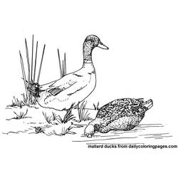 Malvorlage: Ente (Tiere) #1491 - Kostenlose Malvorlagen zum Ausdrucken