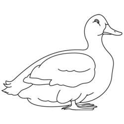 Malvorlage: Ente (Tiere) #1503 - Kostenlose Malvorlagen zum Ausdrucken