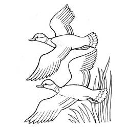 Malvorlage: Ente (Tiere) #1511 - Kostenlose Malvorlagen zum Ausdrucken
