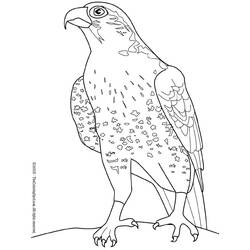 Malvorlage: Falke (Tiere) #6821 - Kostenlose Malvorlagen zum Ausdrucken