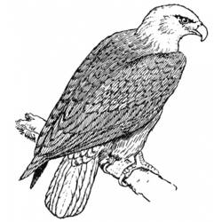 Malvorlage: Falke (Tiere) #6892 - Kostenlose Malvorlagen zum Ausdrucken