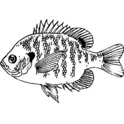Malvorlage: Fisch (Tiere) #17148 - Kostenlose Malvorlagen zum Ausdrucken