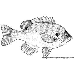 Malvorlage: Fisch (Tiere) #17211 - Kostenlose Malvorlagen zum Ausdrucken
