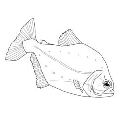 Malvorlage: Fisch (Tiere) #17213 - Kostenlose Malvorlagen zum Ausdrucken