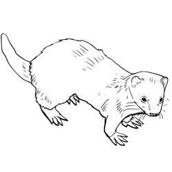 Malvorlage: Frettchen (Tiere) #205389 - Kostenlose Malvorlagen zum Ausdrucken