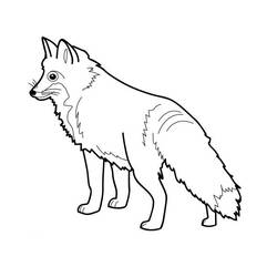Malvorlage: Fuchs (Tiere) #14967 - Kostenlose Malvorlagen zum Ausdrucken
