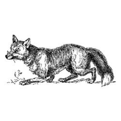 Malvorlage: Fuchs (Tiere) #15007 - Kostenlose Malvorlagen zum Ausdrucken