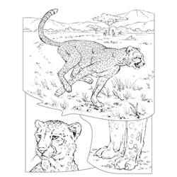 Malvorlage: Gepard (Tiere) #7886 - Kostenlose Malvorlagen zum Ausdrucken