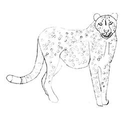 Malvorlage: Gepard (Tiere) #7898 - Kostenlose Malvorlagen zum Ausdrucken