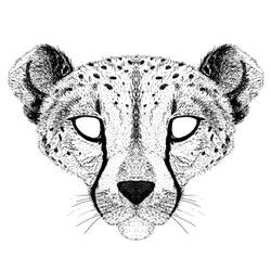 Malvorlage: Gepard (Tiere) #7922 - Kostenlose Malvorlagen zum Ausdrucken