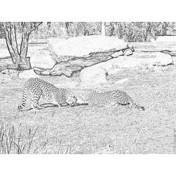 Malvorlage: Gepard (Tiere) #7943 - Kostenlose Malvorlagen zum Ausdrucken