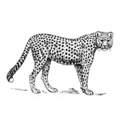 Malvorlage: Gepard (Tiere) #7966 - Kostenlose Malvorlagen zum Ausdrucken
