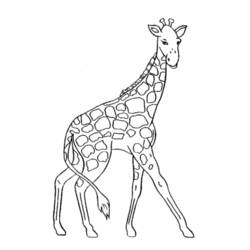 Malvorlage: Giraffe (Tiere) #7220 - Kostenlose Malvorlagen zum Ausdrucken