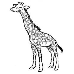 Malvorlage: Giraffe (Tiere) #7223 - Kostenlose Malvorlagen zum Ausdrucken