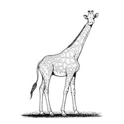 Malvorlage: Giraffe (Tiere) #7229 - Kostenlose Malvorlagen zum Ausdrucken