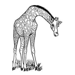 Malvorlage: Giraffe (Tiere) #7234 - Kostenlose Malvorlagen zum Ausdrucken