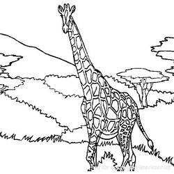 Malvorlage: Giraffe (Tiere) #7240 - Kostenlose Malvorlagen zum Ausdrucken