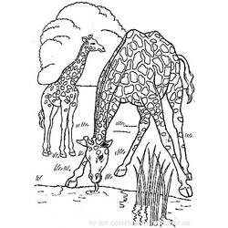 Malvorlage: Giraffe (Tiere) #7245 - Kostenlose Malvorlagen zum Ausdrucken