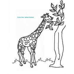 Malvorlage: Giraffe (Tiere) #7265 - Kostenlose Malvorlagen zum Ausdrucken