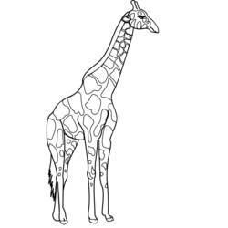 Malvorlage: Giraffe (Tiere) #7268 - Kostenlose Malvorlagen zum Ausdrucken