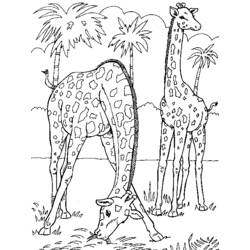Malvorlage: Giraffe (Tiere) #7277 - Kostenlose Malvorlagen zum Ausdrucken