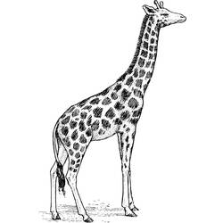 Malvorlage: Giraffe (Tiere) #7297 - Kostenlose Malvorlagen zum Ausdrucken