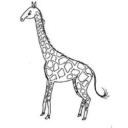 Malvorlage: Giraffe (Tiere) #7323 - Kostenlose Malvorlagen zum Ausdrucken