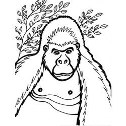Malvorlage: Gorilla (Tiere) #7431 - Kostenlose Malvorlagen zum Ausdrucken