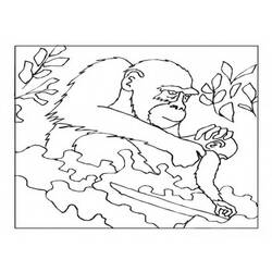 Malvorlage: Gorilla (Tiere) #7512 - Kostenlose Malvorlagen zum Ausdrucken