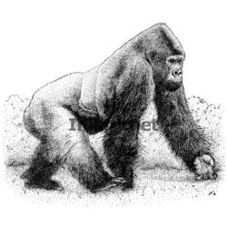 Malvorlage: Gorilla (Tiere) #7563 - Kostenlose Malvorlagen zum Ausdrucken