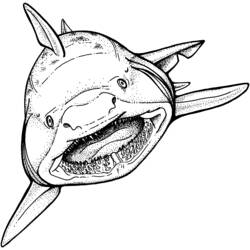 Malvorlage: Hai (Tiere) #14762 - Kostenlose Malvorlagen zum Ausdrucken
