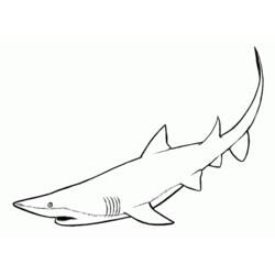 Malvorlage: Hai (Tiere) #14770 - Kostenlose Malvorlagen zum Ausdrucken