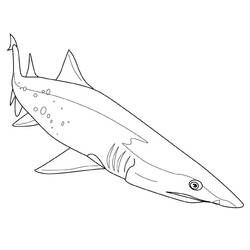 Malvorlage: Hai (Tiere) #14771 - Kostenlose Malvorlagen zum Ausdrucken
