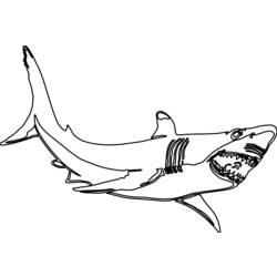 Malvorlage: Hai (Tiere) #14837 - Kostenlose Malvorlagen zum Ausdrucken