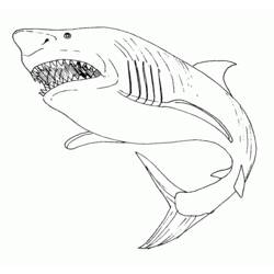 Zeichnungen zum Ausmalen: Hai - Druckbare Malvorlagen