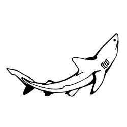 Malvorlage: Hai (Tiere) #14849 - Kostenlose Malvorlagen zum Ausdrucken