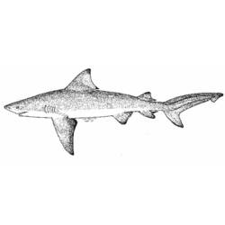 Malvorlage: Hai (Tiere) #14853 - Kostenlose Malvorlagen zum Ausdrucken