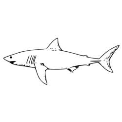 Malvorlage: Hai (Tiere) #14910 - Kostenlose Malvorlagen zum Ausdrucken
