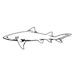 Malvorlage: Hai (Tiere) #14920 - Kostenlose Malvorlagen zum Ausdrucken