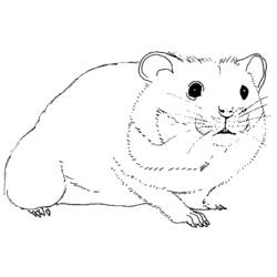 Malvorlage: Hamster (Tiere) #8011 - Kostenlose Malvorlagen zum Ausdrucken