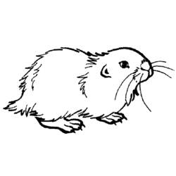 Malvorlage: Hamster (Tiere) #8039 - Kostenlose Malvorlagen zum Ausdrucken