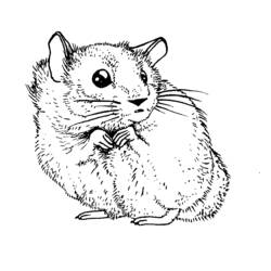 Malvorlage: Hamster (Tiere) #8042 - Kostenlose Malvorlagen zum Ausdrucken
