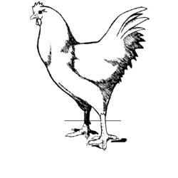 Malvorlage: Huhn (Tiere) #17351 - Kostenlose Malvorlagen zum Ausdrucken