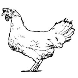 Malvorlage: Huhn (Tiere) #17371 - Kostenlose Malvorlagen zum Ausdrucken