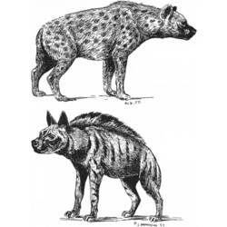 Malvorlage: Hyäne (Tiere) #19641 - Kostenlose Malvorlagen zum Ausdrucken