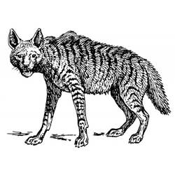 Malvorlage: Hyäne (Tiere) #19644 - Kostenlose Malvorlagen zum Ausdrucken