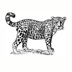 Malvorlage: Jaguar (Tiere) #9007 - Kostenlose Malvorlagen zum Ausdrucken