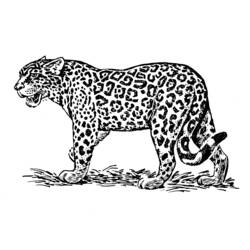 Malvorlage: Jaguar (Tiere) #9013 - Kostenlose Malvorlagen zum Ausdrucken